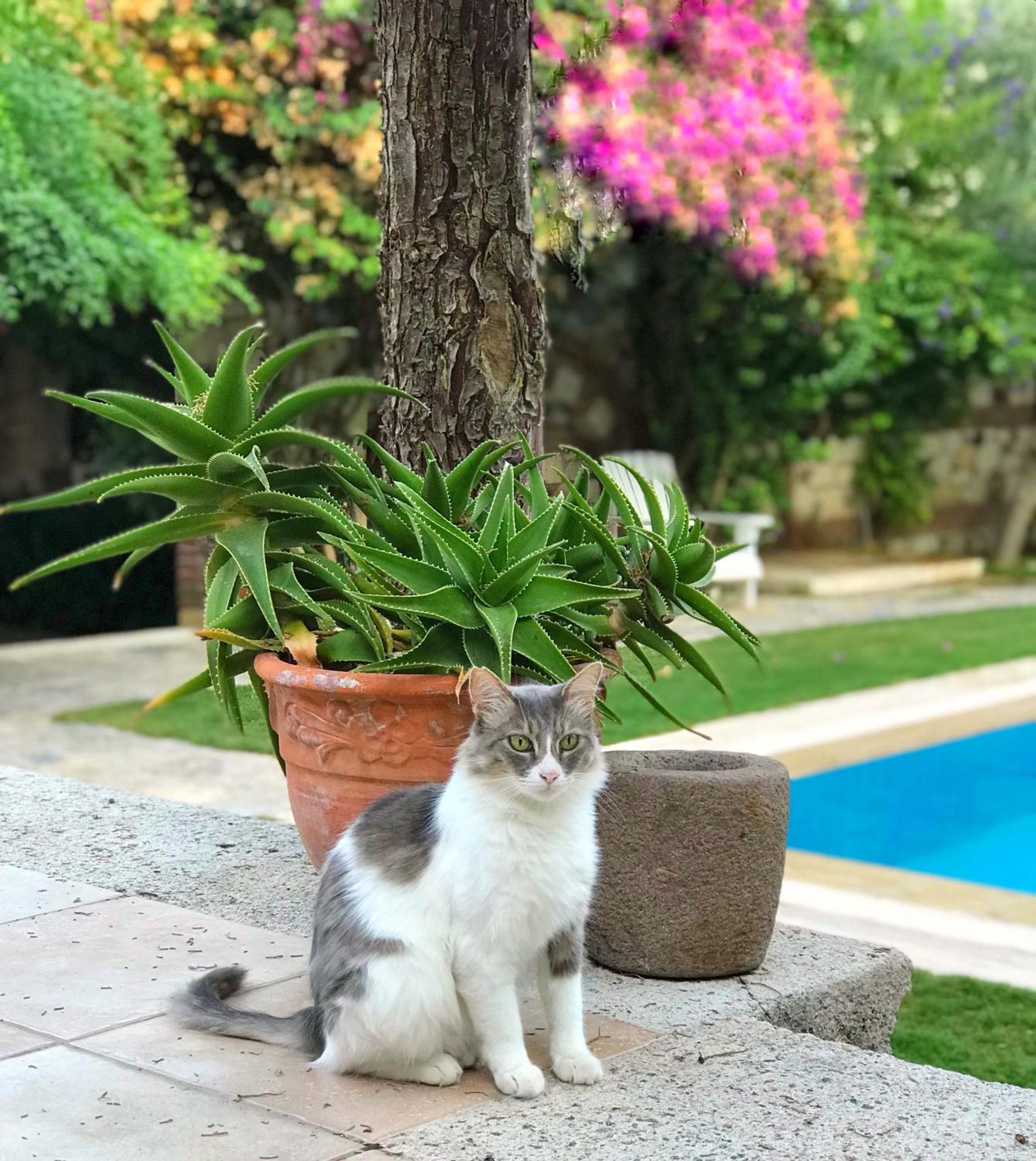 Alacati Zeytin Konak Hotel Екстериор снимка